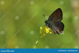 Attēlu rezultāti vaicājumam “Satyrium ilicis underside”