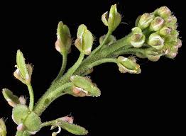 Attēlu rezultāti vaicājumam “Lepidium densiflorum flower”