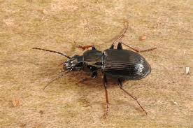 Attēlu rezultāti vaicājumam “Pterostichus oblongopunctatus”