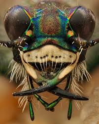 Attēlu rezultāti vaicājumam “Leocarpus fragilis spores”