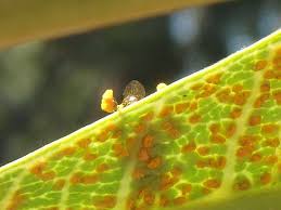 Attēlu rezultāti vaicājumam “Coleosporium sp.”