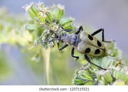 Attēlu rezultāti vaicājumam “Pachyta quadrimaculata”