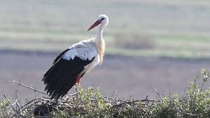 Attēlu rezultāti vaicājumam “Ciconia ciconia adult”