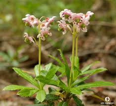 Attēlu rezultāti vaicājumam “Chimaphila umbellata”