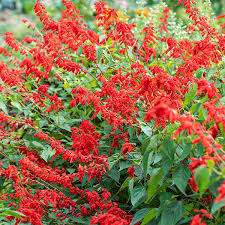 Image result for Salvia splendens