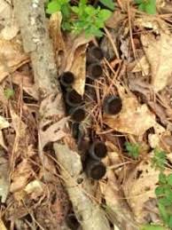 Attēlu rezultāti vaicājumam “Urnula craterium”