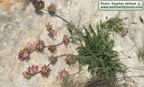 Attēlu rezultāti vaicājumam “Anthyllis maritima”