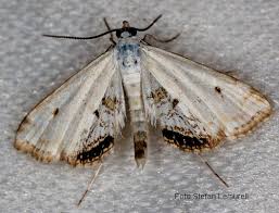 Attēlu rezultāti vaicājumam “Cataclysta lemnata”