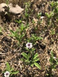 Attēlu rezultāti vaicājumam “Phleum phleoides fruit”