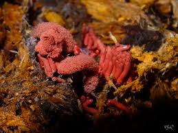 Attēlu rezultāti vaicājumam “Heterotrichia pomiformis (syn. Arcyria pomiformis) stalked”