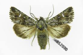 Attēlu rezultāti vaicājumam “Calophasia lunula”