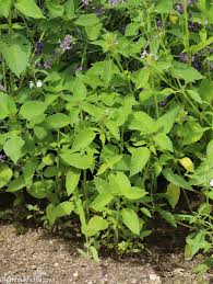 Attēlu rezultāti vaicājumam “Galeopsis bifida”