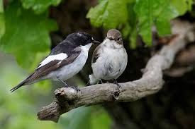 Attēlu rezultāti vaicājumam “Ficedula hypoleuca”