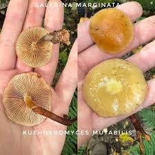 Attēlu rezultāti vaicājumam “Galerina marginata”