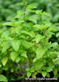 Attēlu rezultāti vaicājumam “Melissa officinalis leaf”