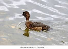 Attēlu rezultāti vaicājumam “Aythya fuligula female”