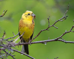 Attēlu rezultāti vaicājumam “Emberiza citrinella adult”