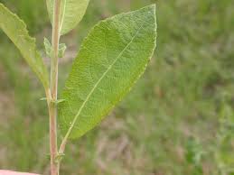 Attēlu rezultāti vaicājumam “Salix cinerea”