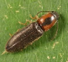 Attēlu rezultāti vaicājumam “Athous sp.”