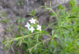 Attēlu rezultāti vaicājumam “Galium elongatum”