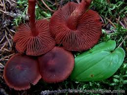 Attēlu rezultāti vaicājumam “Cortinarius sanguineus”