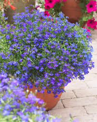 Attēlu rezultāti vaicājumam “Lobelia erinus flower”