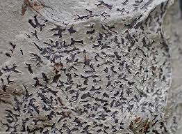 Attēlu rezultāti vaicājumam “Phaeographis dendritica”