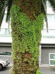 Attēlu rezultāti vaicājumam “Cymbalaria muralis”