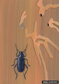 Attēlu rezultāti vaicājumam “Callidium violaceum”