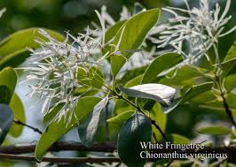 Attēlu rezultāti vaicājumam “Chionanthus virginicus”