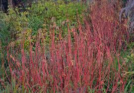 Attēlu rezultāti vaicājumam “Euphorbia palustris flower”
