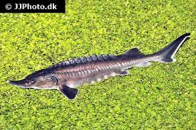 Image result for Huso brevirostrum