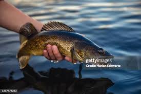 Image result for Sander vitreus