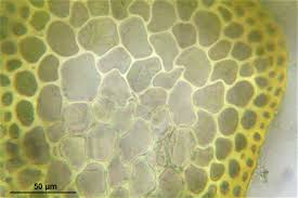 Attēlu rezultāti vaicājumam “Antitrichia curtipendula macro”