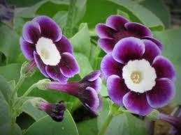 Attēlu rezultāti vaicājumam “Primula veris var. rubra flower”