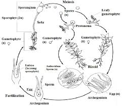 Attēlu rezultāti vaicājumam “Schistidium dupretii sporophyte”