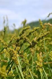 Attēlu rezultāti vaicājumam “Carex loliacea leaf”