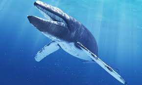 Image result for Balaenoptera musculus