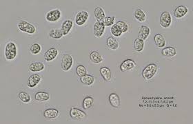 Attēlu rezultāti vaicājumam “Lichenomphalia umbellifera”