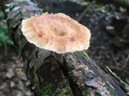 Attēlu rezultāti vaicājumam “Polyporus tuberaster”