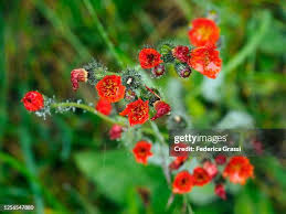 Attēlu rezultāti vaicājumam “Pilosella aurantiaca flower”