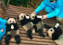Image result for pandas