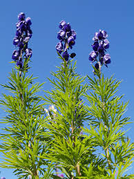 Attēlu rezultāti vaicājumam “Aconitum napellus bud”