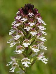 Attēlu rezultāti vaicājumam “Orchis ustulata flower”