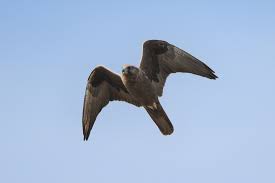 Image result for Falcons Black