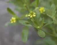 Attēlu rezultāti vaicājumam “Ranunculus sceleratus leaf”