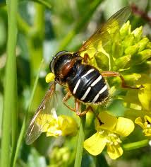 Attēlu rezultāti vaicājumam “Sericomyia lappona”