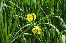Attēlu rezultāti vaicājumam “Iris pseudacorus leaf”