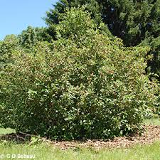 Attēlu rezultāti vaicājumam “Amelanchier spicata”