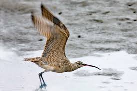 Image result for Numenius hudsonicus